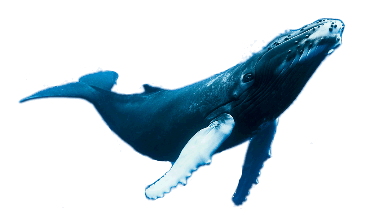 webmastering, website support, html css