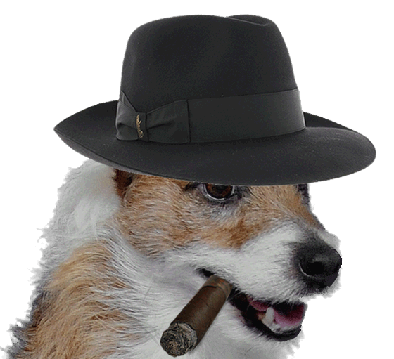 Enquête de suivi internet, audit et conseil : notre support internet à taille humaine